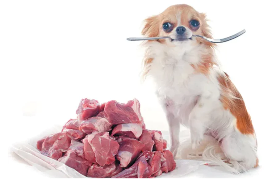 can chihuahuas eat raw meat chihuahua empire blog