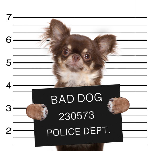 Bad Chihuahua